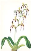 Orchid Print,  Paphiopedilum Parishii (Thesaurus Woolwardiae, Vol. 1)  