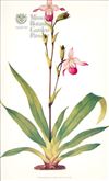 Orchid Print,  Phragmipedium X Sedenii (Thesaurus Woolwardiae, Vol. 1)  