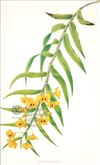 Orchid Print, Dendrobium Chrysanthum (Thesaurus Woolwardiae, Vol. 2)  