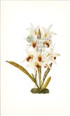 Orchid Print, Dendrobium Heterocarpum (Thesaurus Woolwardiae, Vol. 2)  