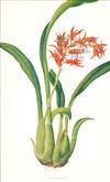 Orchid Print, Ada Aurantiaca (Thesaurus Woolwardiae, Vol. 3)  