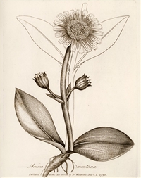 Rare Book Print, Mountain Arnica or Leopard's Bane (Arnica montana L.)