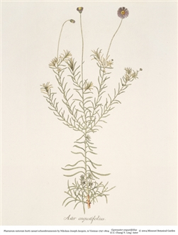 Rare Book Print, Aster (Gymnaster angustifolius)