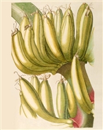 Rare Book Print, Banana, two yellow fruit clusters on one stem