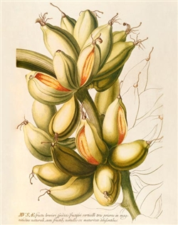 Rare Book Print, Banana, wild plantain clusters on one stem