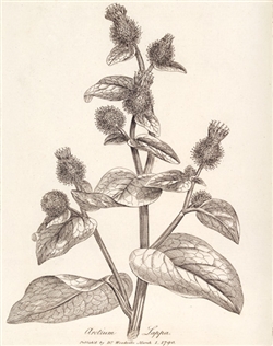 Rare Book Print, Burdock (Arctium lappa L.)