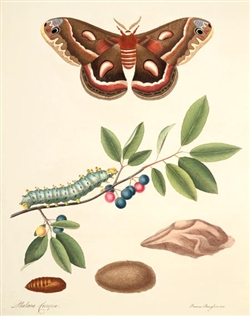 Rare Book Print, Cecropia Moth and Fire Cherry (Hyalophora cecropia and Prunus pensylvanica L.f.)