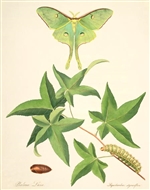 Rare Book Print, Luna Moth and Sweet Gum (Actias luna and Liquidambar styraciflua L.)
