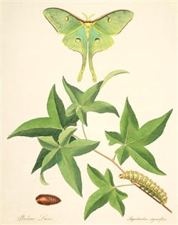 Rare Book Print, Luna Moth and Sweet Gum (Actias luna and Liquidambar styraciflua L.)