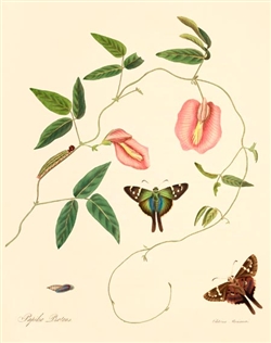 Rare Book Print, Swallowtail and the legume Pidgeonwings (Papilio proteus and Clitoria mariana L.)