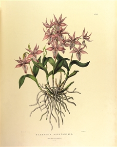 Rare Book Print, Barkeria Spectabilis (Pl 33)