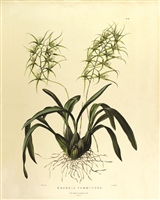 Rare Book Print, Brassia Verrucosa (Pl 22)
