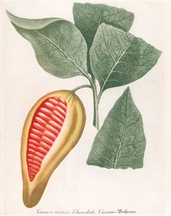 Rare Book Print Chocolate 2, Theobroma species, Chocolat, Caccau.