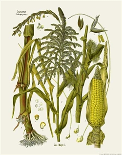 Rare Book Print, Corn (Zea mays L.)