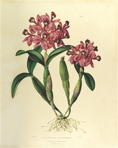 Rare Book Print, Cattleya Skinneri (Pl 13)