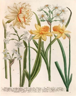 Rare Book Print, Six Daffodils, Narcissus Species