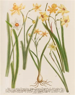 Rare Book Print, Three Daffodils, Narcissus Species