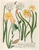 Rare Book Print, Daffodils and Napus, Narcissus Species and Napus Seu Bunias Navet.