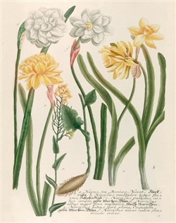 Rare Book Print, Daffodils and Napus, Narcissus Species and Napus Seu Bunias Navet.