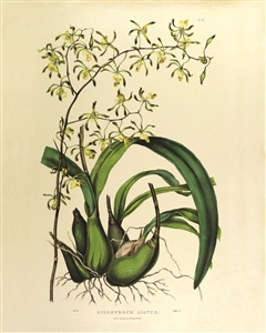 Rare Book Print, Epidendrum Alatum (Pl 18)