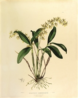Rare Book Print, Epidendrum Stamfordianum (Pl 11)
