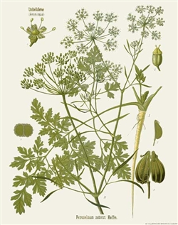 Rare Book Print, Parsley (Petroselinum sativum Hoffman)