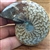 Ammonite