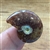 Ammonite