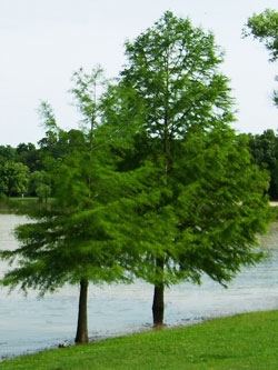 Baldcypress