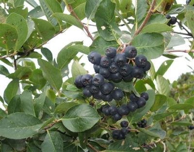 Black Chokeberry