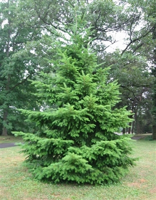 Douglas Fir