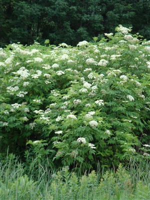 Elderberry