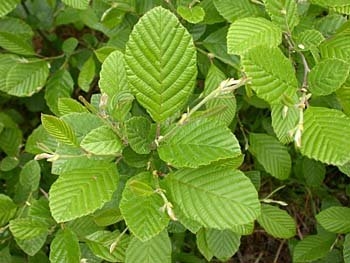 Hazel Alder