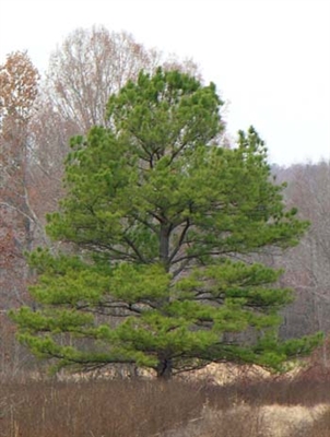 Loblolly Pine - 2nd Generation