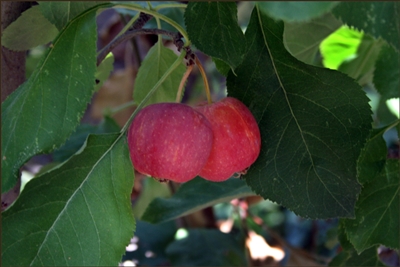 Siberian Crabapple