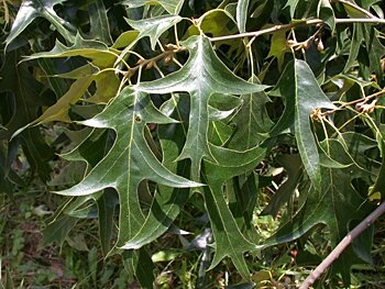 Southern Red Oak