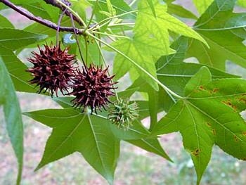 Sweetgum