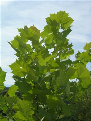 Sycamore