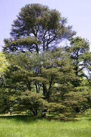 Virginia Pine