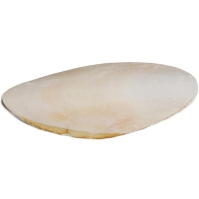 1146L Cuttlebone - Large