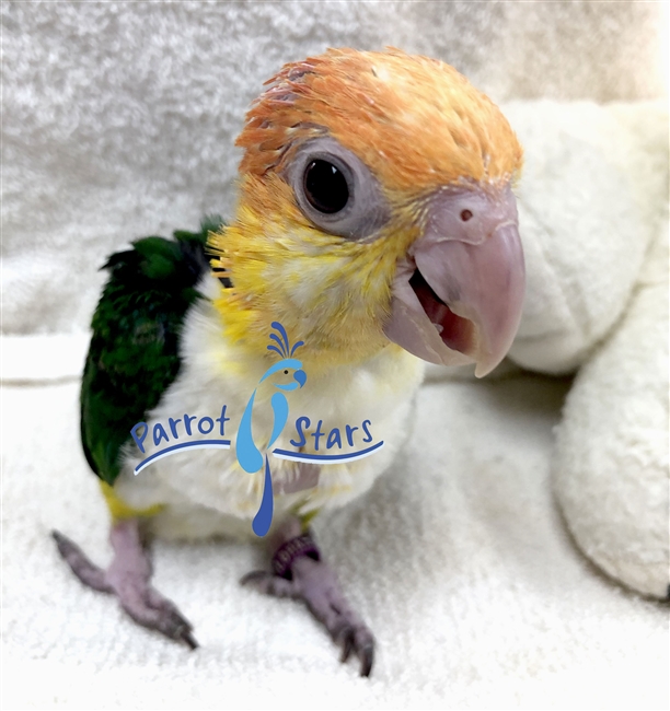 White Bellied Caique - Female