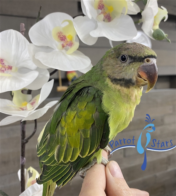 Moustache Parakeet - Male