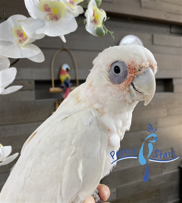 Bare Eyed Cockatoo - Male