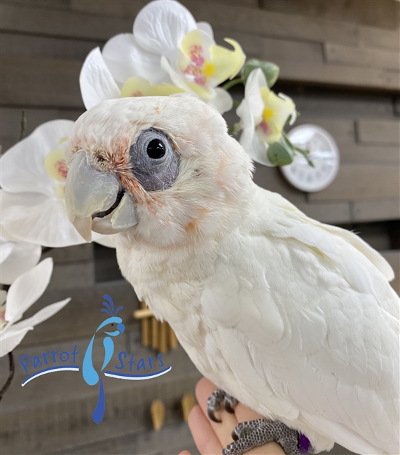 Bare Eyed Cockatoo - Female