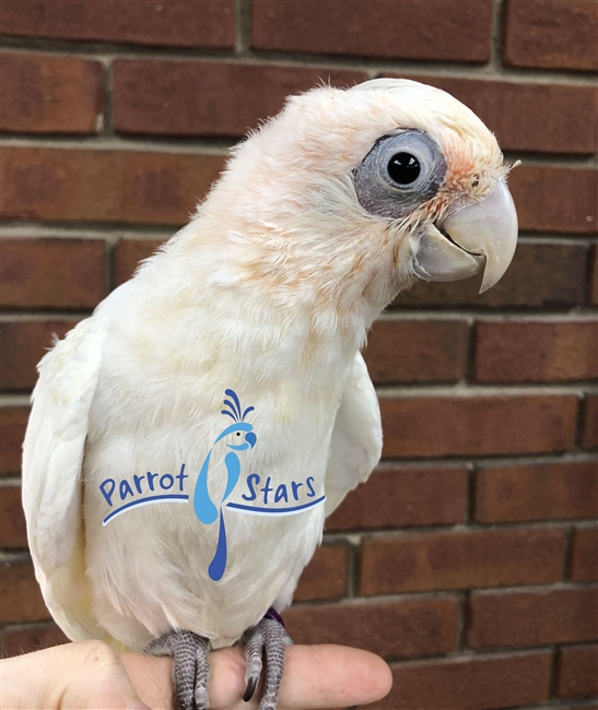 Bare Eyed Cockatoo - Male