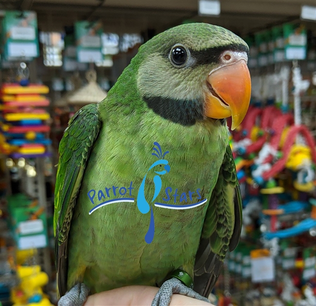 Moustache Parakeet - Female