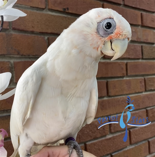 Bare Eyed Cockatoo - Male