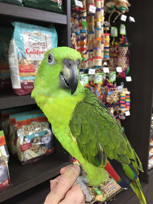 Yellow Naped Amazon