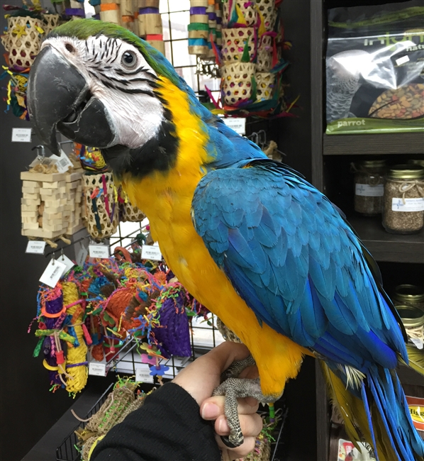 Blue and Gold Macaw