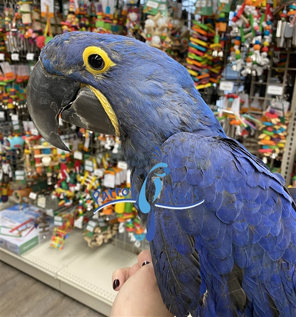 Hyacinth Macaw - Female